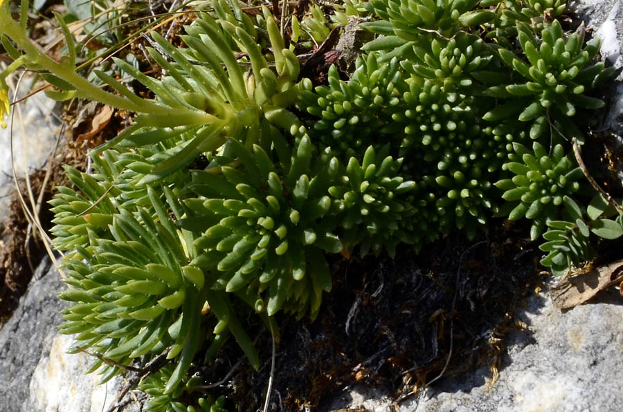 Saxifraga aizoides / Sassifraga autunnale